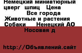 Немецкий миниатюрный(цверг) шпиц › Цена ­ 50 000 - Все города Животные и растения » Собаки   . Ненецкий АО,Носовая д.